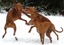 March Snow Day!