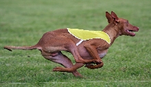Rooney Coursing