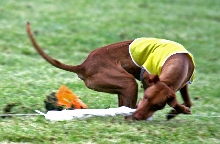 Rooney Finish