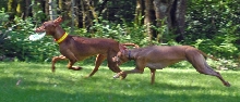 Chase the Frisbee