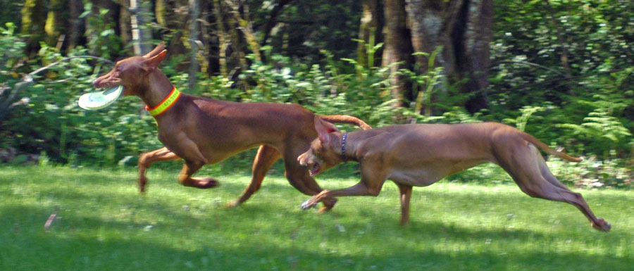 Chase the Frisbee