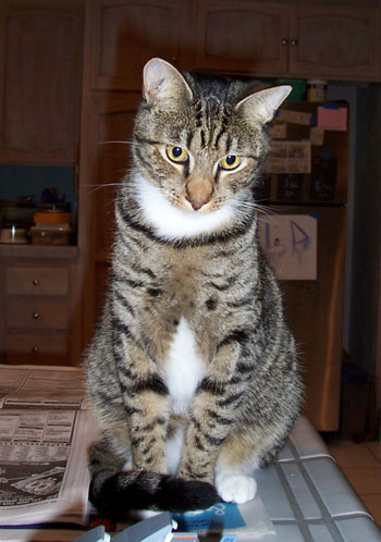 Mr Whitepaws, a most excellent cat