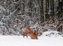 Rooney's First Snow