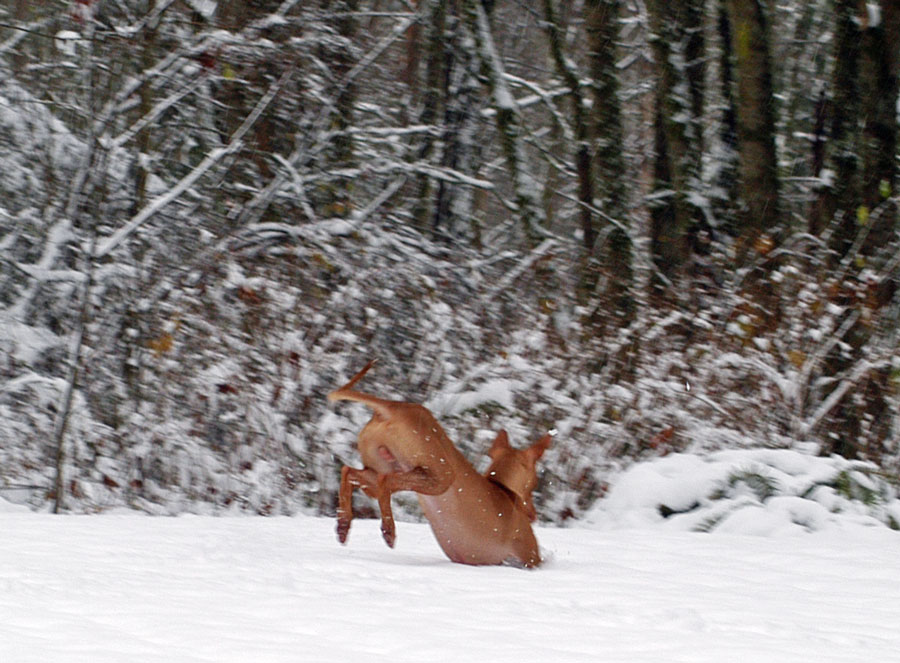 Rooney's First Snow