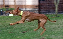FrisbeeC - Catch!