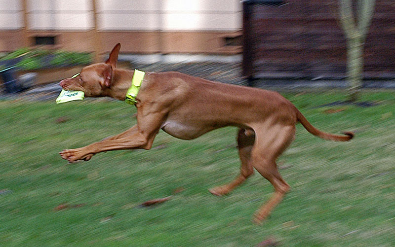 FrisbeeC - Catch!