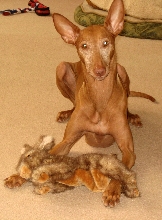 Squirrel Story 3