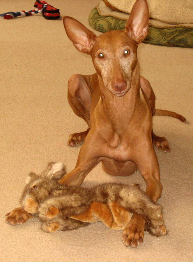 Squirrel Story 3