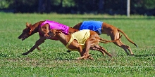 NLCC '08 Lure Coursing