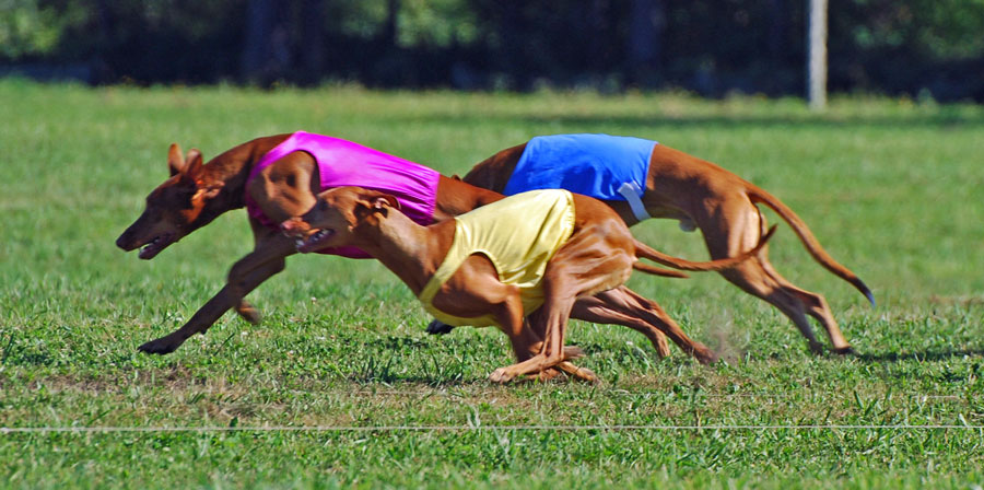 NLCC '08 Lure Coursing
