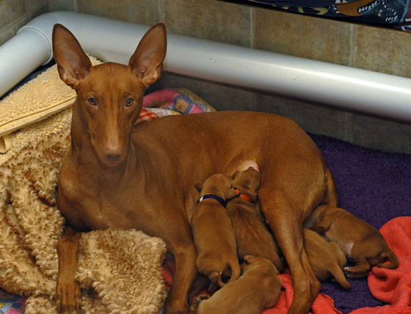 Glory with Pups - 4 days old