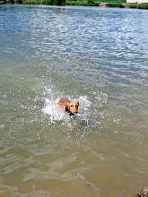 Baby Kaba Swimming 2