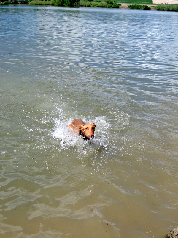 Baby Kaba Swimming 2