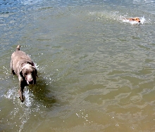 Baby Kaba Swimming