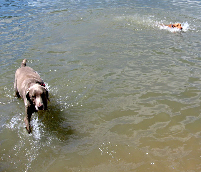 Baby Kaba Swimming