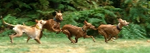 Run.