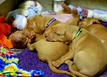 Puppy Pile