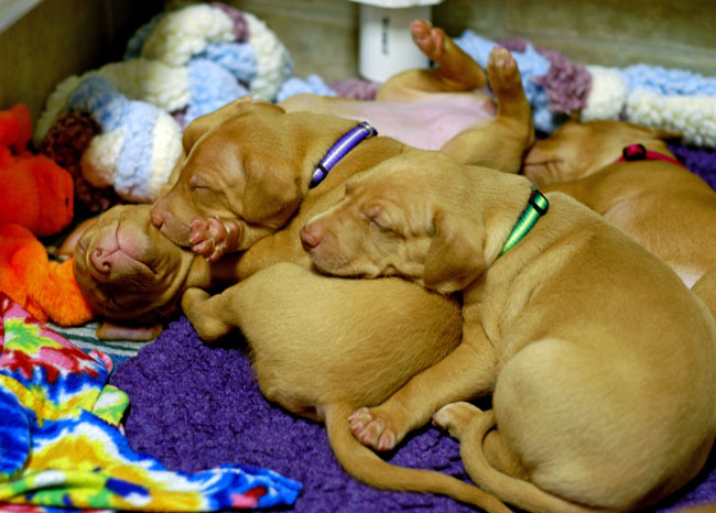 Puppy Pile