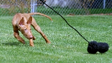 Get The Bunny