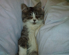 Kitten