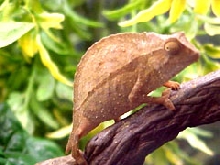 Rhampholeon brevicaudatus