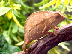 Rhampholeon brevicaudatus