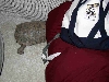 Herc in my sleeping bag