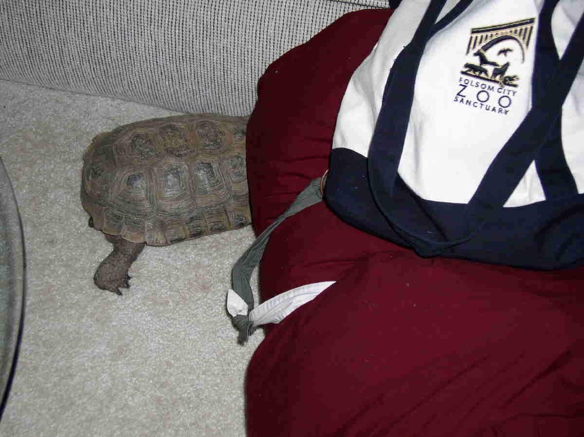 Herc in my sleeping bag