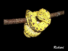 My baby gtp