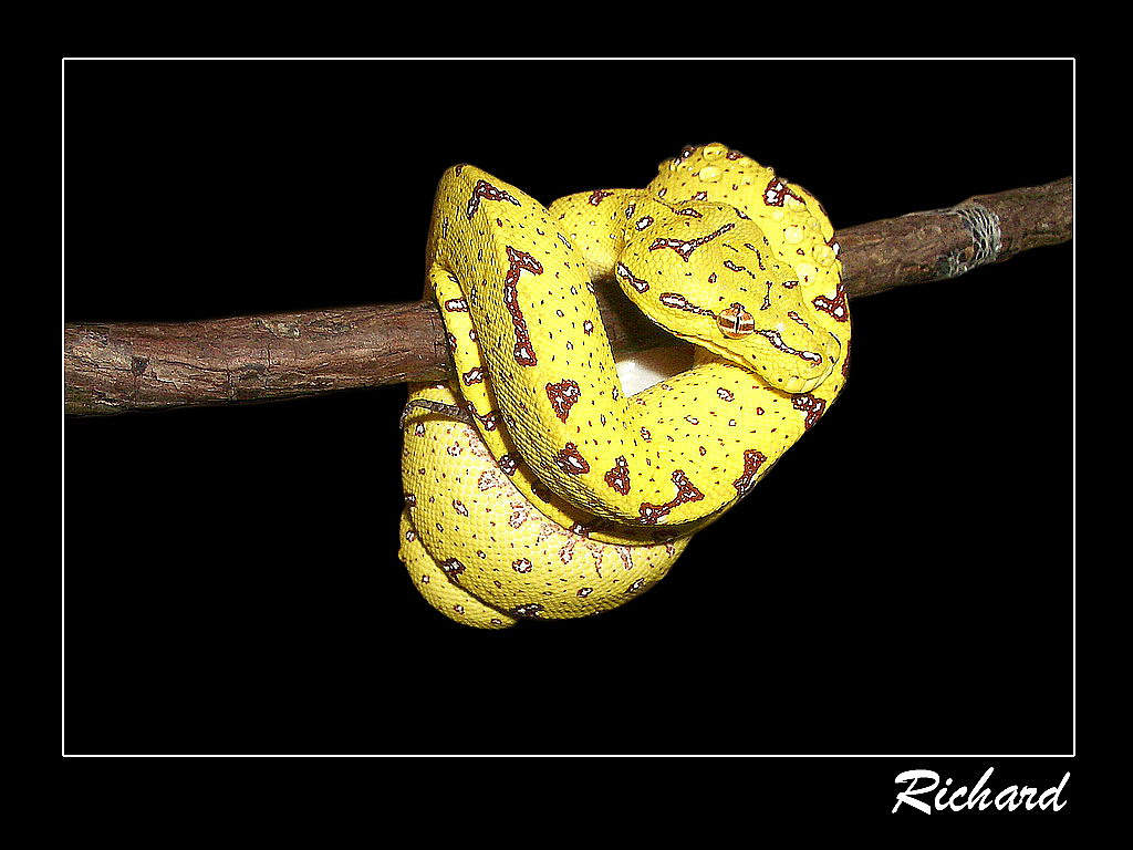My baby gtp