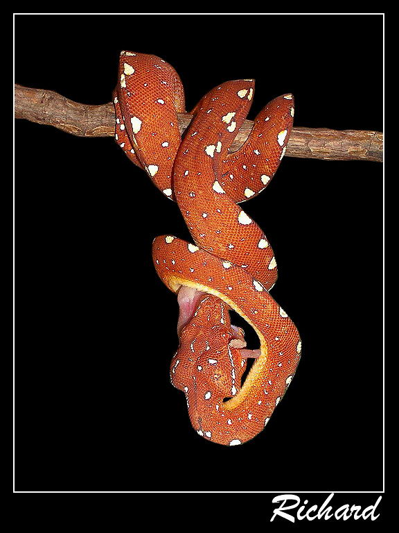 My baby gtp 03