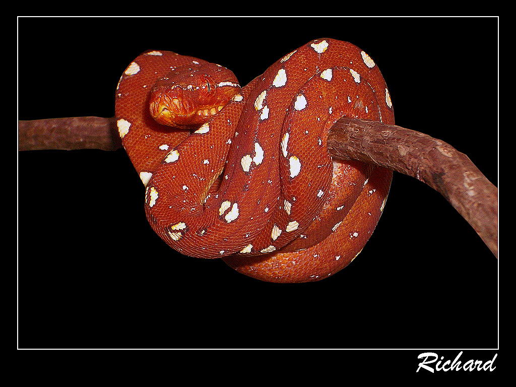 My baby gtp 04