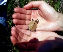 Juv. Bog Turtle