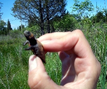 Juv. Bog Turtle