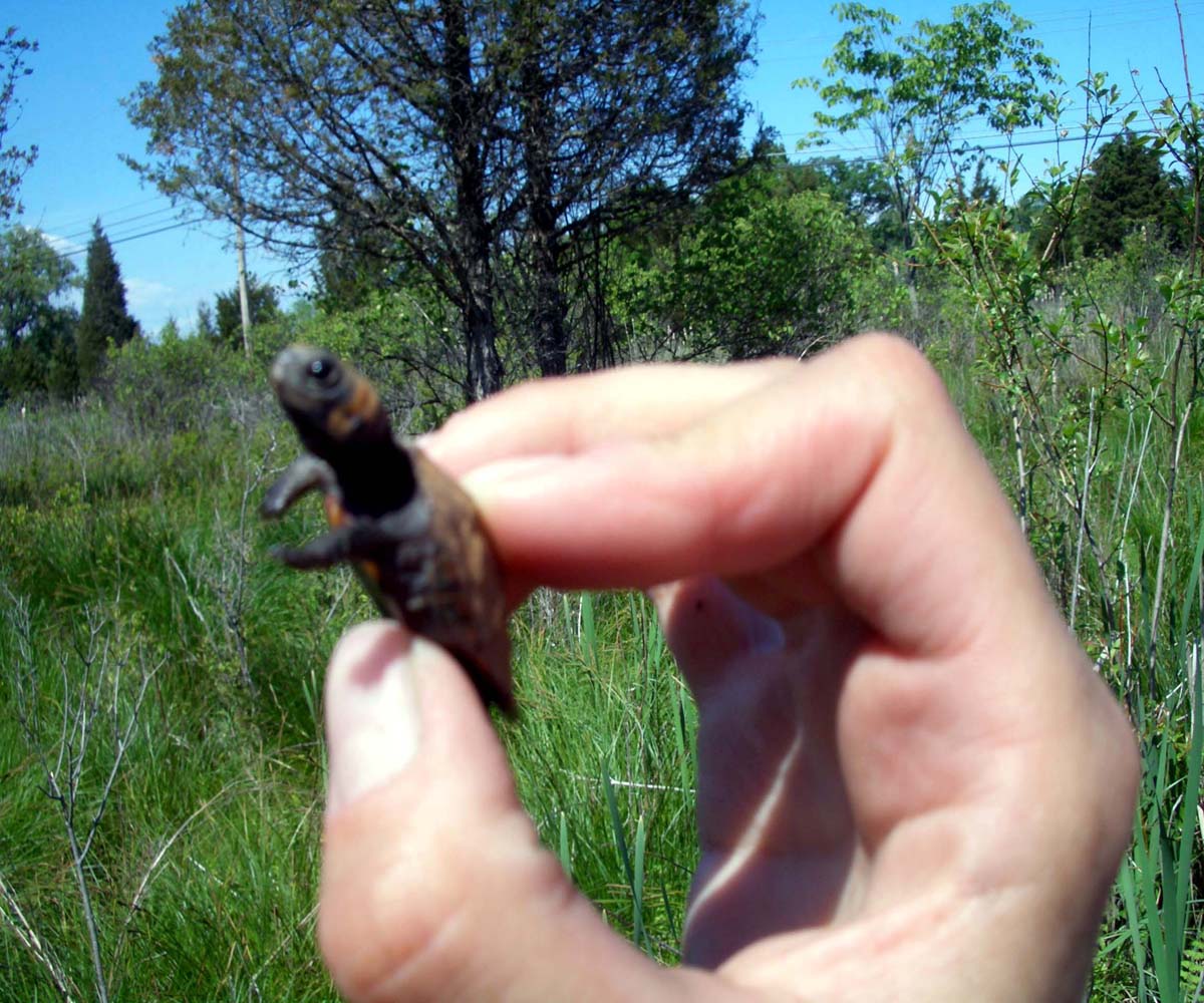 Juv. Bog Turtle