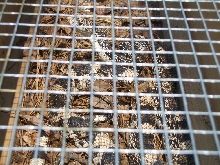 Northern Pine Snake in Trap
