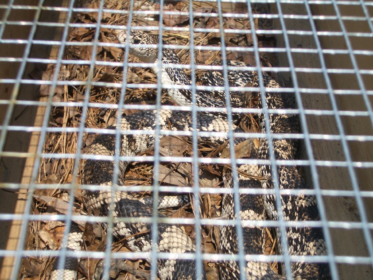 Northern Pine Snake in Trap