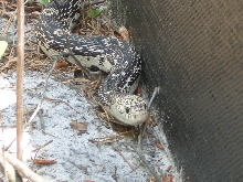 Northern Pine Snake