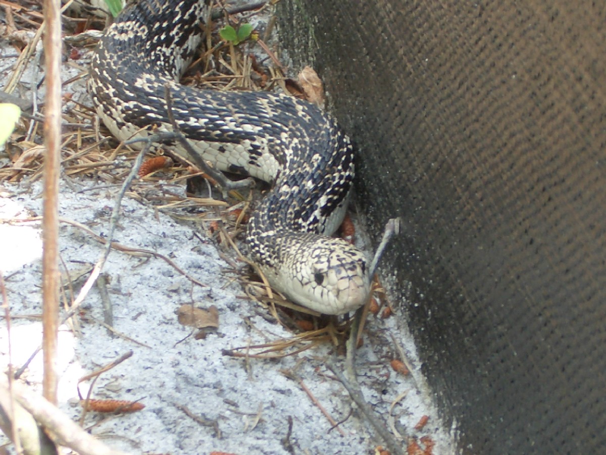 Northern Pine Snake