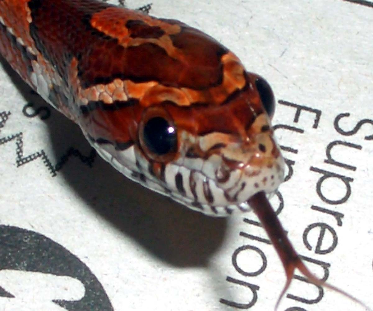 Juv. Corn Snake