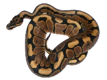 Spotnose Ball Python