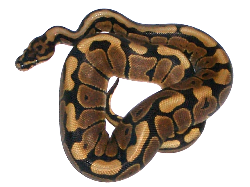 Spotnose Ball Python