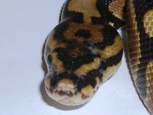Spotnose Ball Python