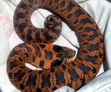 Eastern Hognose Red Phase