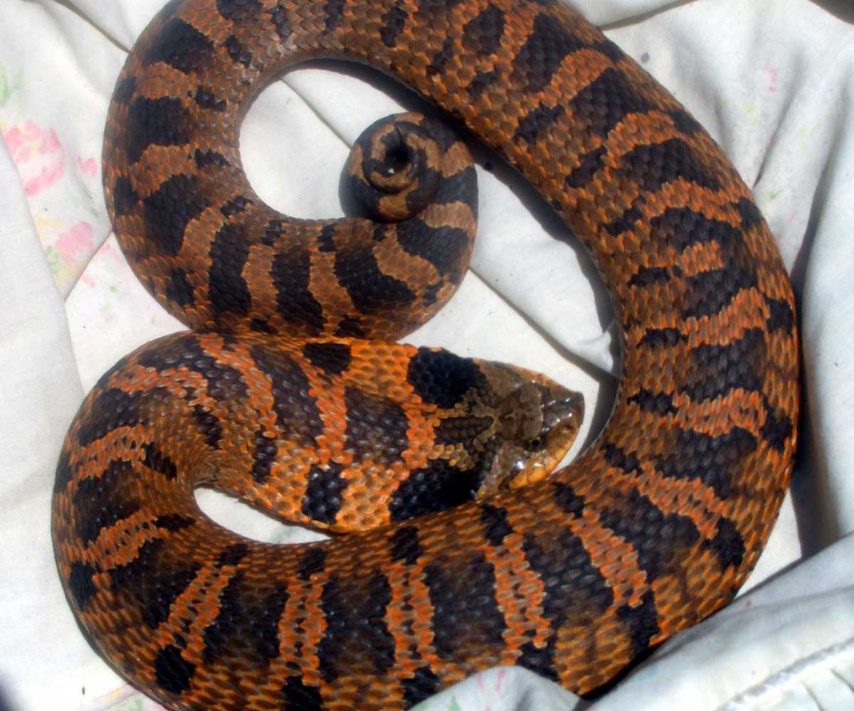Eastern Hognose Red Phase