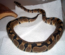 Female normal
