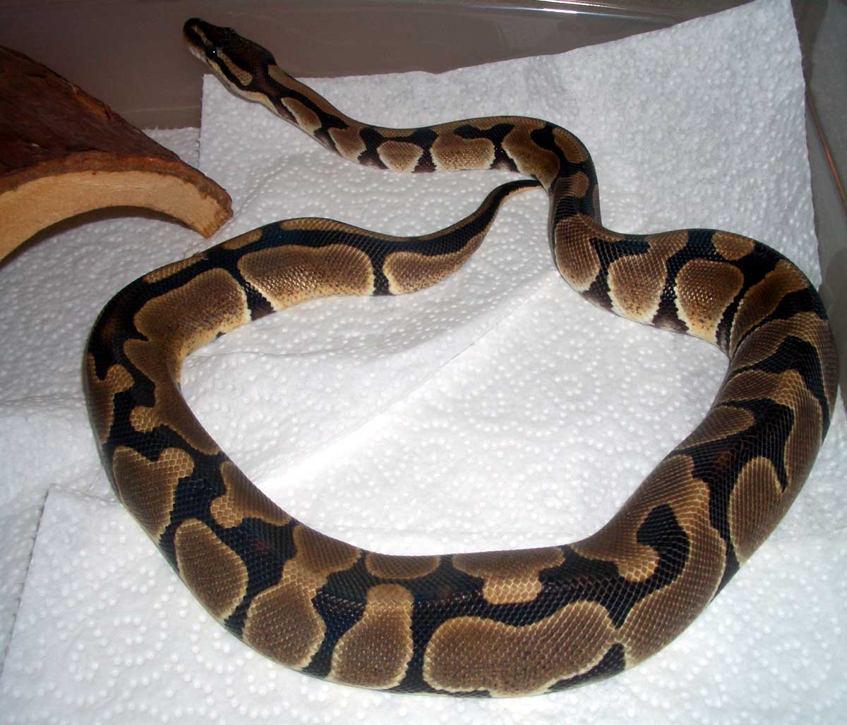 Female normal