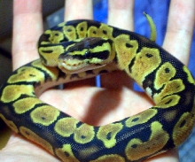 Pastel Ball Python