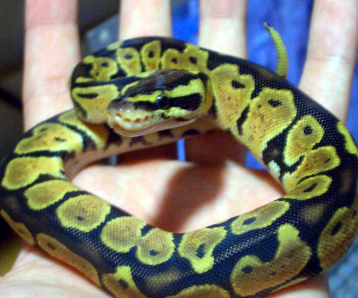 Pastel Ball Python