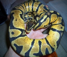 Female pastel